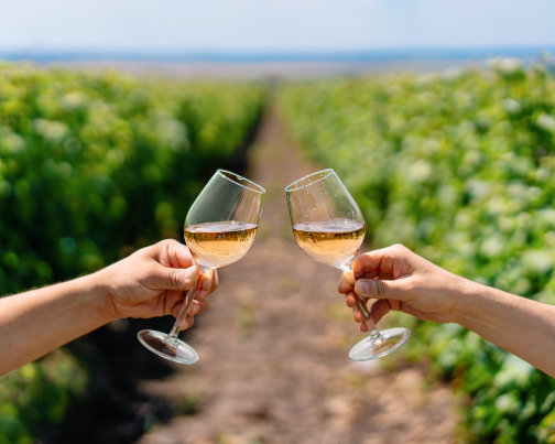 Two wine glasses clinking together in a vinery field
