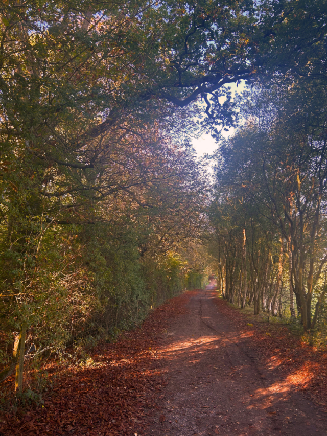 An autumn woodlands pathway with trees overhanging